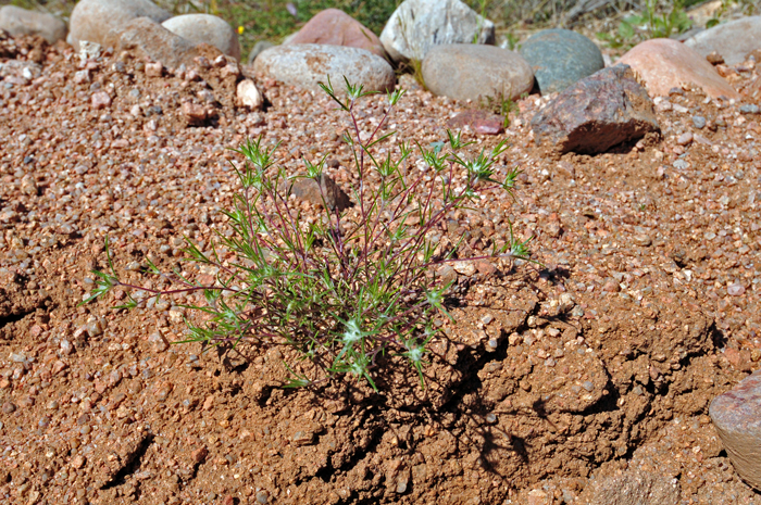 Arizona Cottonrose has green to grayish-green leaves that are narrow or narrowly linear. Habitat preferences include moist areas, sandy and gravelly washes, mesas, rocky hillsides and rocky places, clay soils and roadsides. Logfia arizonica